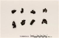 藏品(臺灣石耳)的圖片